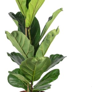 Fiddle Leaf Fig Ficus Lyrata Height approx. 100 cm, Pot Diameter 21 cm