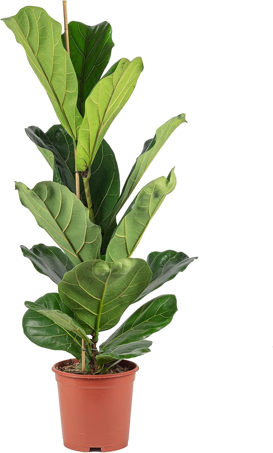 Fiddle Leaf Fig Ficus Lyrata Height approx. 100 cm, Pot Diameter 21 cm