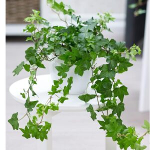 Baldur Garten 1x Ivy Indoor Plant in 13 cm Pot