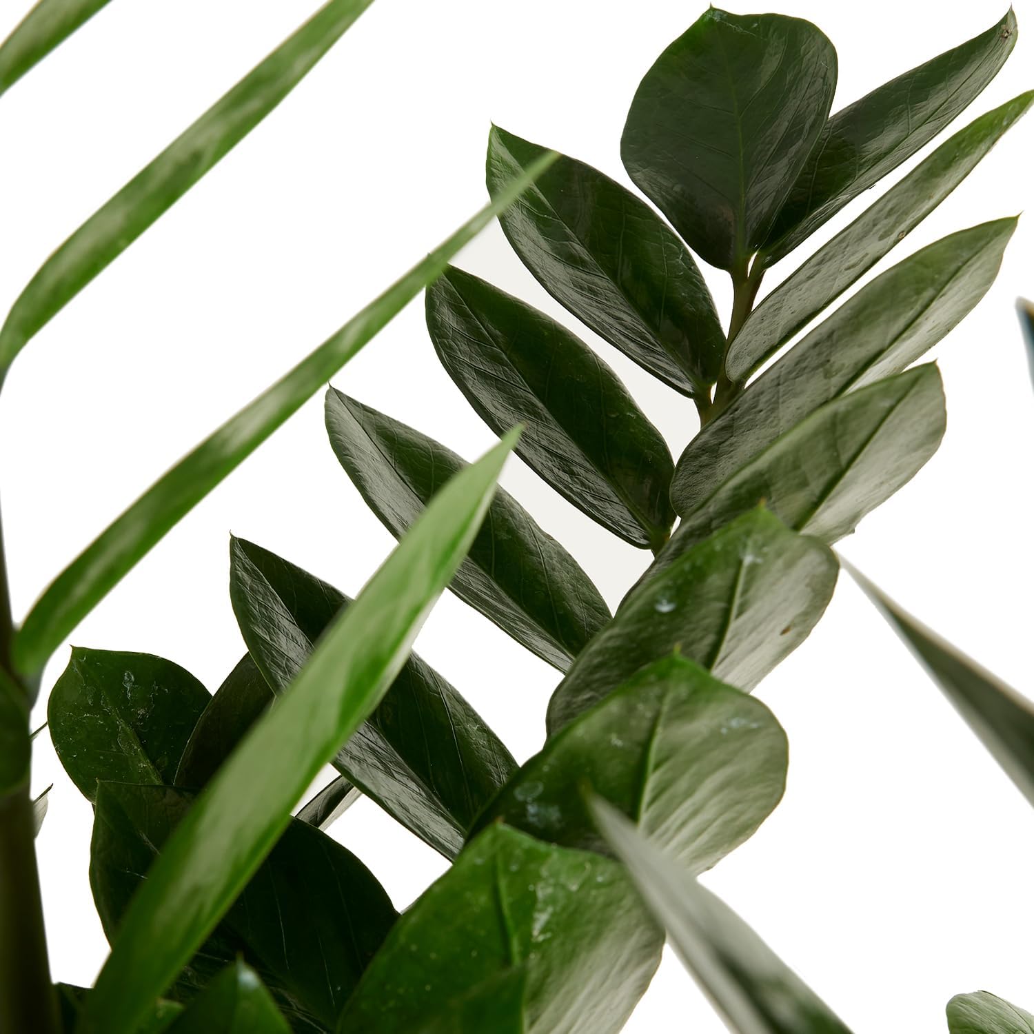 Bloomique - Zamioculcas Zamiifolia - Lucky Feather - Large Indoor Plants - Very Easy Care - Purifies Air - Height 80-90 cm - Pot 21 cm – Bild 5