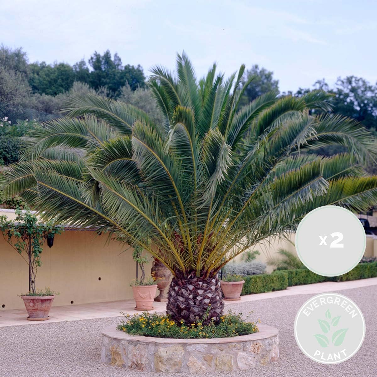 Bloomique - 2er-Set - Phoenix Canariensis - Kanarische Dattelpalme - Palme - Balkonpflanzen Winterhart - Höhe 80-100 cm - Topf 19 cm – Bild 2