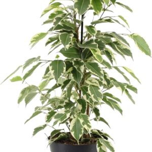 GardenersDream Ficus Benjamina Starlight Plant in Pot - Easy Care Birch Fig Plant for Indoor Use - Evergreen Ornamental Tree - Air Purifying Indoor Plant for Living Room and Office (30-40 cm)