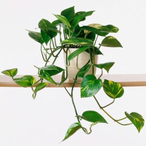 GardenersDream Hanging Plant in Hanging Basket (Epipremnum Pinnatum Aureum) - Real Plants for Indoors - Pot Indoor Plants - Pothos Plant Hanging - Ivy Indoor Plant Hanging