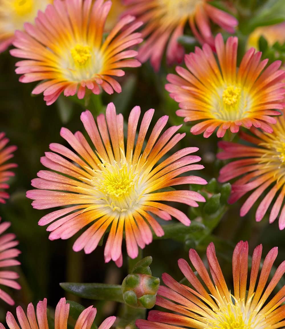 Baldur Garden 3 Hardy Ice Flowers Summer Mix, Plants in 9 x 9 cm Pot – Bild 4