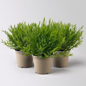 Indoor Bamboo, Pot Diameter 12 cm, 3 Plants