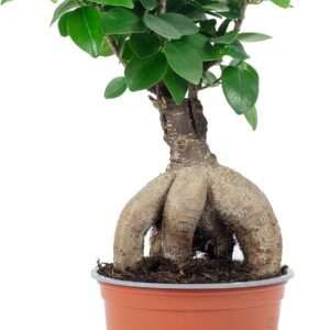Chinese Fig - Easy-Care Indoor Plant, Ficus Ginseng - Height Approx. 25 cm, Pot Diameter 12 cm