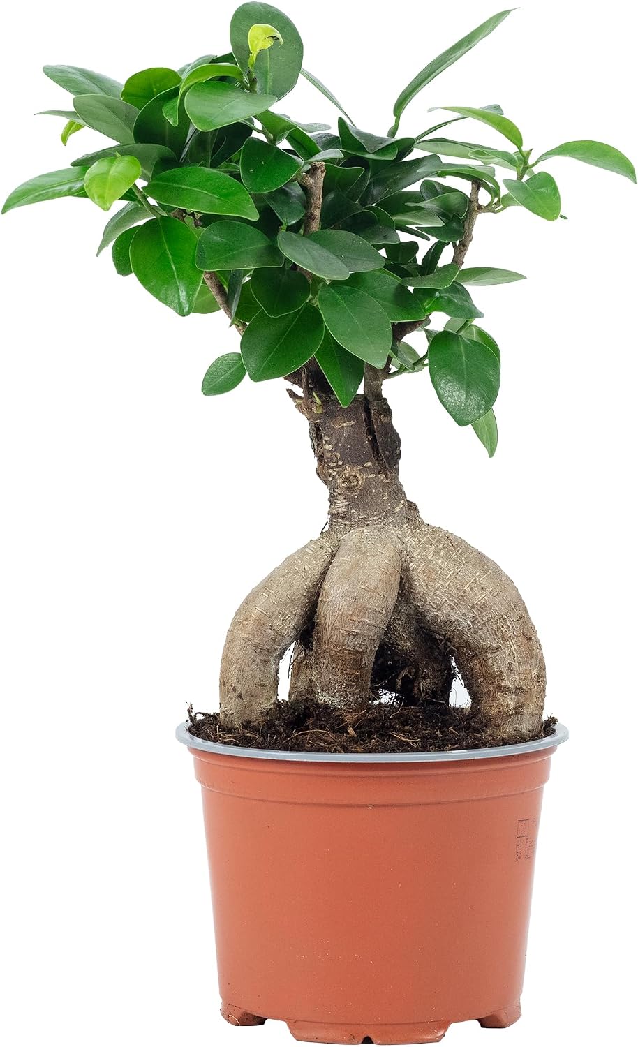 Chinese Fig - Easy-Care Indoor Plant, Ficus Ginseng - Height Approx. 25 cm, Pot Diameter 12 cm