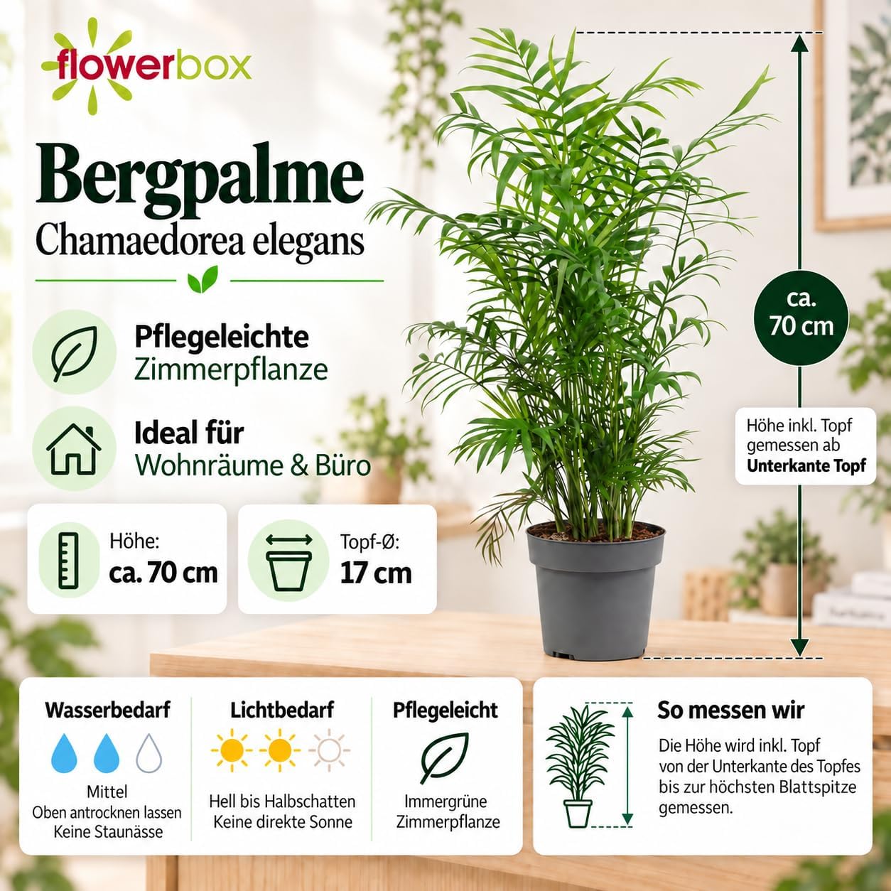 Chamaedorea Elegans Mountain Palm Tree - Easy-Care Indoor Plant - Height Approx. 70 cm, Pot Diameter 17 cm – Bild 4