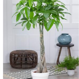 Baldur Garden 1x Pachira Aquatica Approx. 120-130 cm High in 24 cm Pot