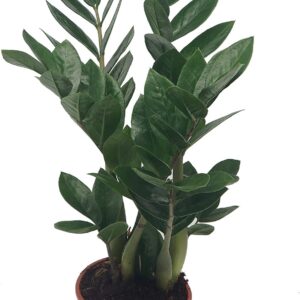 Lucky Feather, Zamioculcas Zamiifolia, Zamie, Zamia Fern, Zamia Palm, Easy-care Indoor Plant