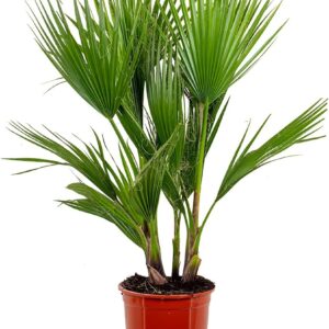 Washingtonia Robusta, Mexican Fan Palm, Palm Tree, Hardy, 21 cm Diameter, 80–100 cm