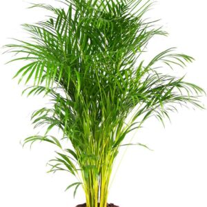 Dypsis Areca Palm Indoor Plant in Growing Pot