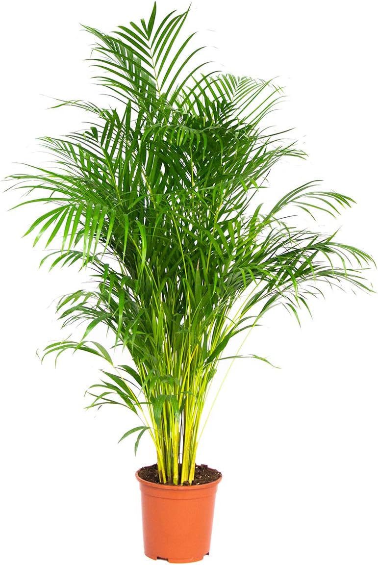 Dypsis Areca Palm Indoor Plant in Growing Pot