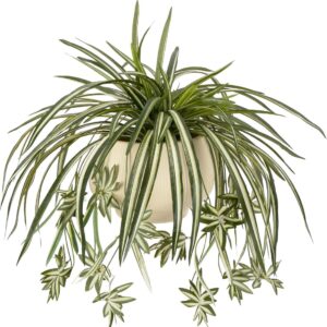 Sousi Artificial Spider Plant, Pack of 3 Fake Spider Plants, Artificial Silk Plants for Home Decor Indoor, Bedroom, Bathroom, Living Room, Table Decoration (Pot Not Included)