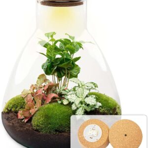 urbanjngl – Bottle Garden Complete Set Sam Coffea with LED Corks – Closed Plant Terrarium – DIY Set, Plant in Glass – Diameter 24.5 cm, Height 30 cm