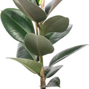 Rubber Tree – Easy-Care Indoor Plant, Ficus Elastica ‚Robusta‘ – Height Approx. 50 cm, Pot Diameter 17 cm