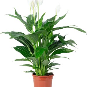 Single Leaf Real Indoor Plant, Spathiphyllum Lauretta, Height Approx. 90 cm, Pot Diameter 19 cm