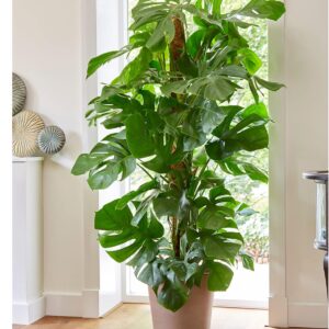 Baldur Garten 1x Monstera Window Leaf Approx. 60-70 cm High
