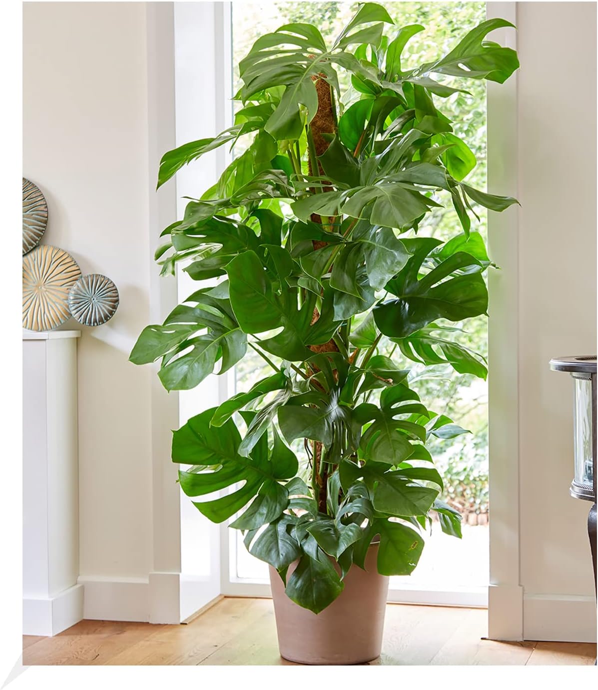 Baldur Garten 1x Monstera Window Leaf Approx. 60-70 cm High