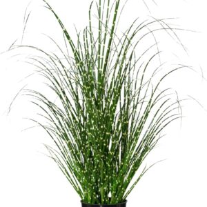 Artificial Zebra Grass 58 cm in Pot I Lifelike Wild Grass in Pot I Decorative Grasses for Indoor I High-Quality & Decorative Decorative Plant I Grass Bush for Indoor I Lifelike Artificial Plant