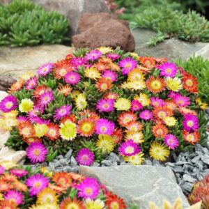 Baldur Garden 3 Hardy Ice Flowers Summer Mix, Plants in 9 x 9 cm Pot