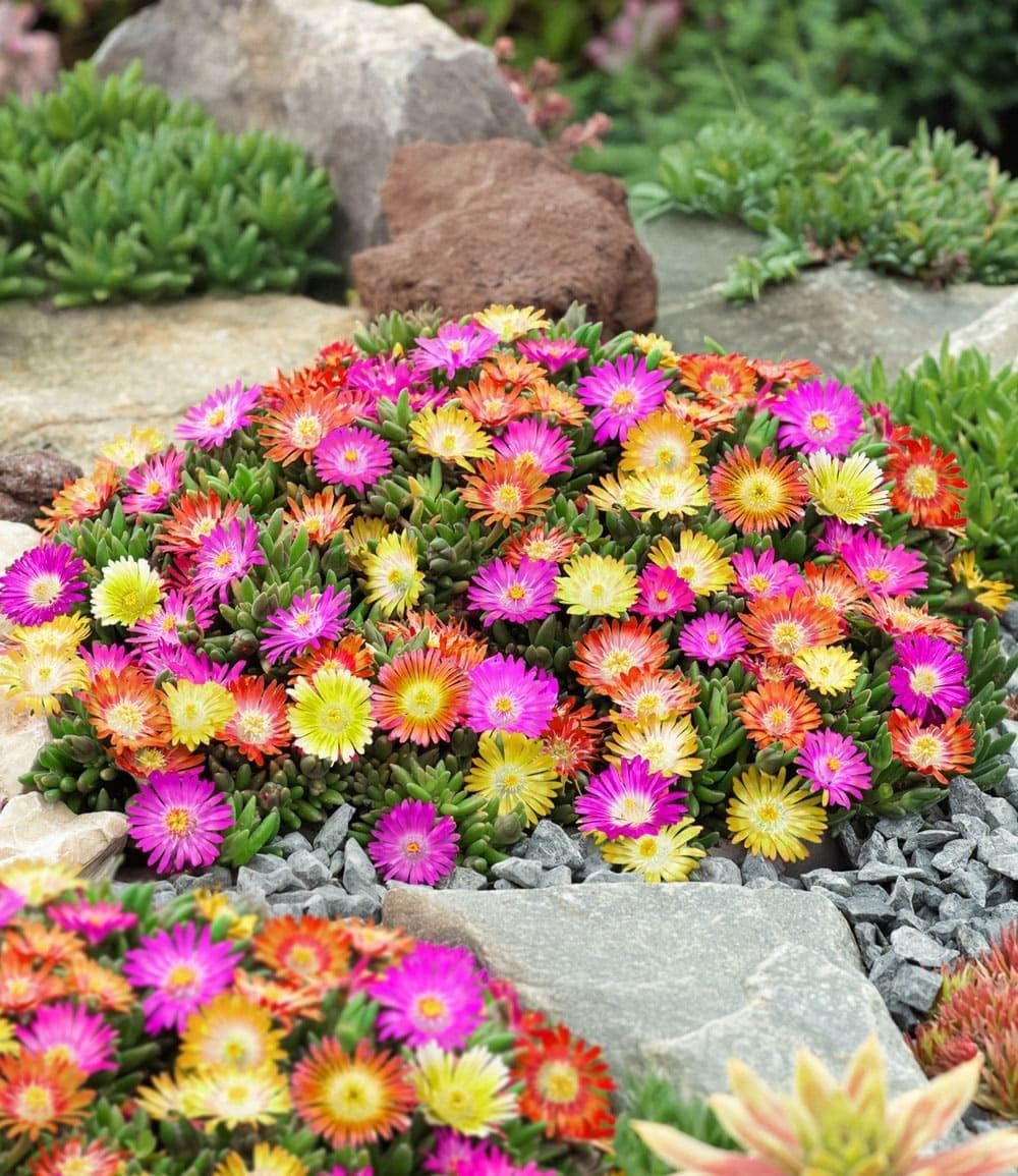 Baldur Garden 3 Hardy Ice Flowers Summer Mix, Plants in 9 x 9 cm Pot