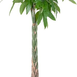 Bloomique - Pachira Aquatica - Lucky Chestnut - Large Indoor Plants - Air Purifying - Easy Care - Height 130-150 cm - Pot 27 cm