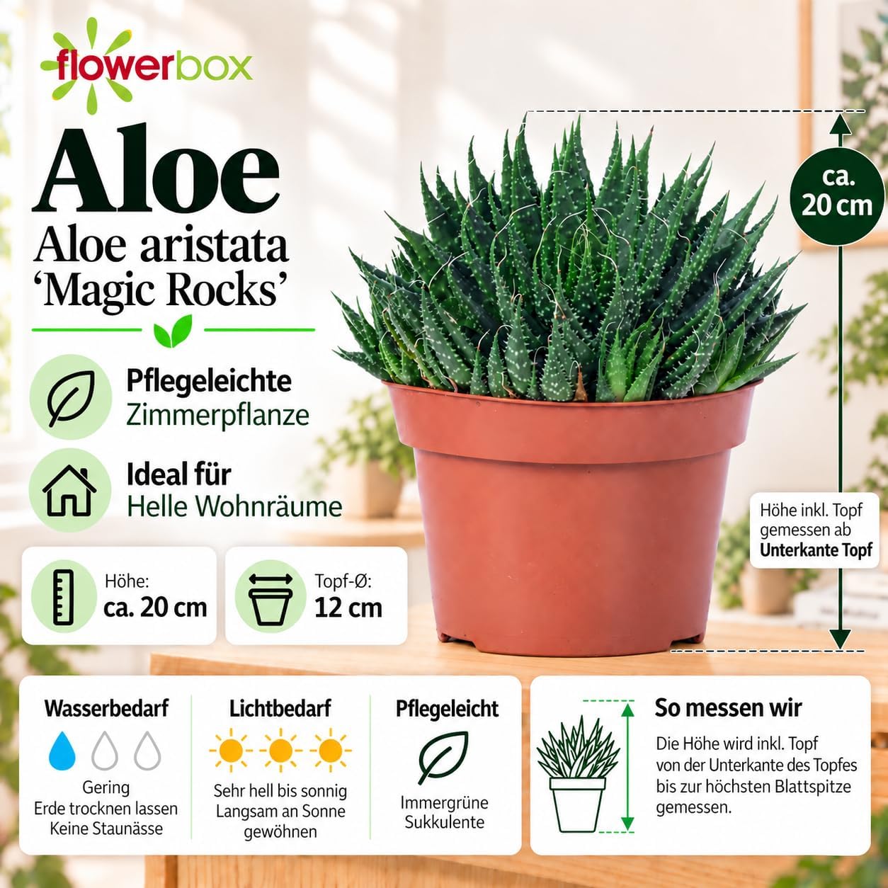 Aloe - Easy-Care Indoor Plant, Aloe Aristata 'Magic Rocks' - Height Approx. 20 cm, Pot Diameter 12 cm – Bild 4