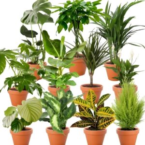 Plant Surprise, Set of 3, Approx. 30-70 cm, Diameter 12-15 cm Pot, Indoor Plants for Home and Office, Quality from the Plant Professional, Ingenious Room Greenery
