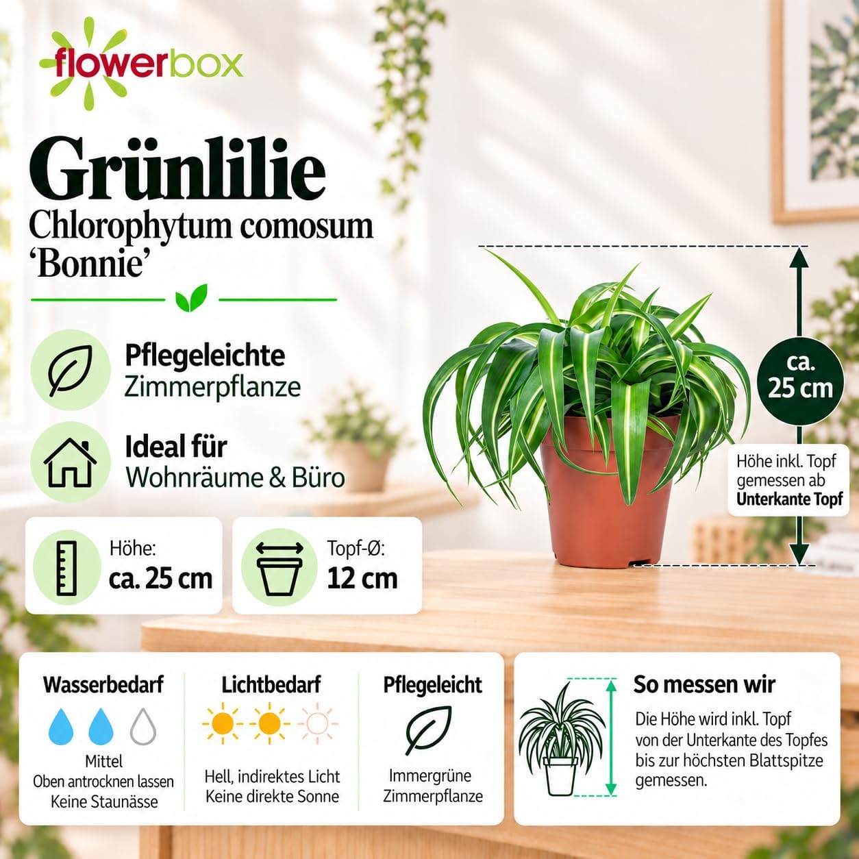 Green Lily 'Bonnie' - Easy-Care Indoor Plant, Chlorophytum Comosum - Height Approx. 25 cm, Pot Diameter 12 cm – Bild 4