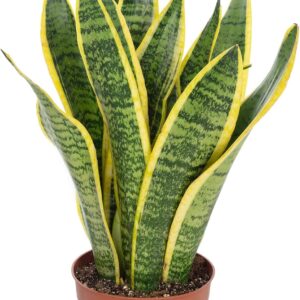 Arched hemp - Sansevieria trifasciata Laurentii - height approx. 35 cm, pot diameter 12 cm