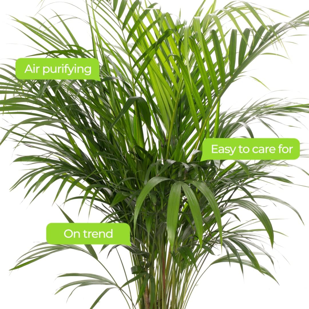 Gardener's Dream Areca Palm Tree (Gold Fruit Palm) - XXL Indoor Plant, Tropical, Evergreen Indoor Plants, Large & Real, Plant Size Including Pot 80-90 cm, Palm Plant for Room, Office, etc. – Bild 3