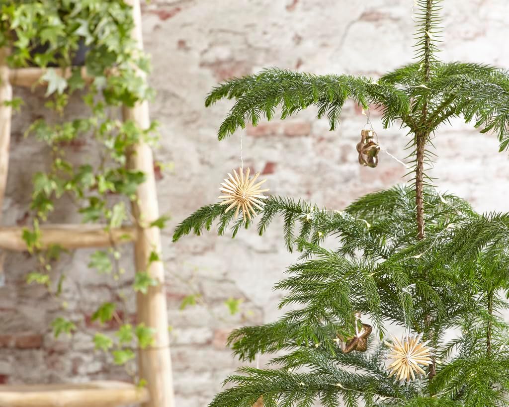Bloomique - Araucaria Heterophylla - Indoor Fir - Norfolk Fir - Indoor Plants - Christmas Decoration - Height 80-100 cm - Pot 21 cm – Bild 3
