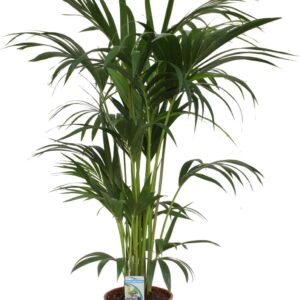 Kentia Palm Tree (Howea forsteriana) 140-160 cm - Robust Indoor Plant - Easy-Care Decorative Element for Living Room, Office and Bedroom