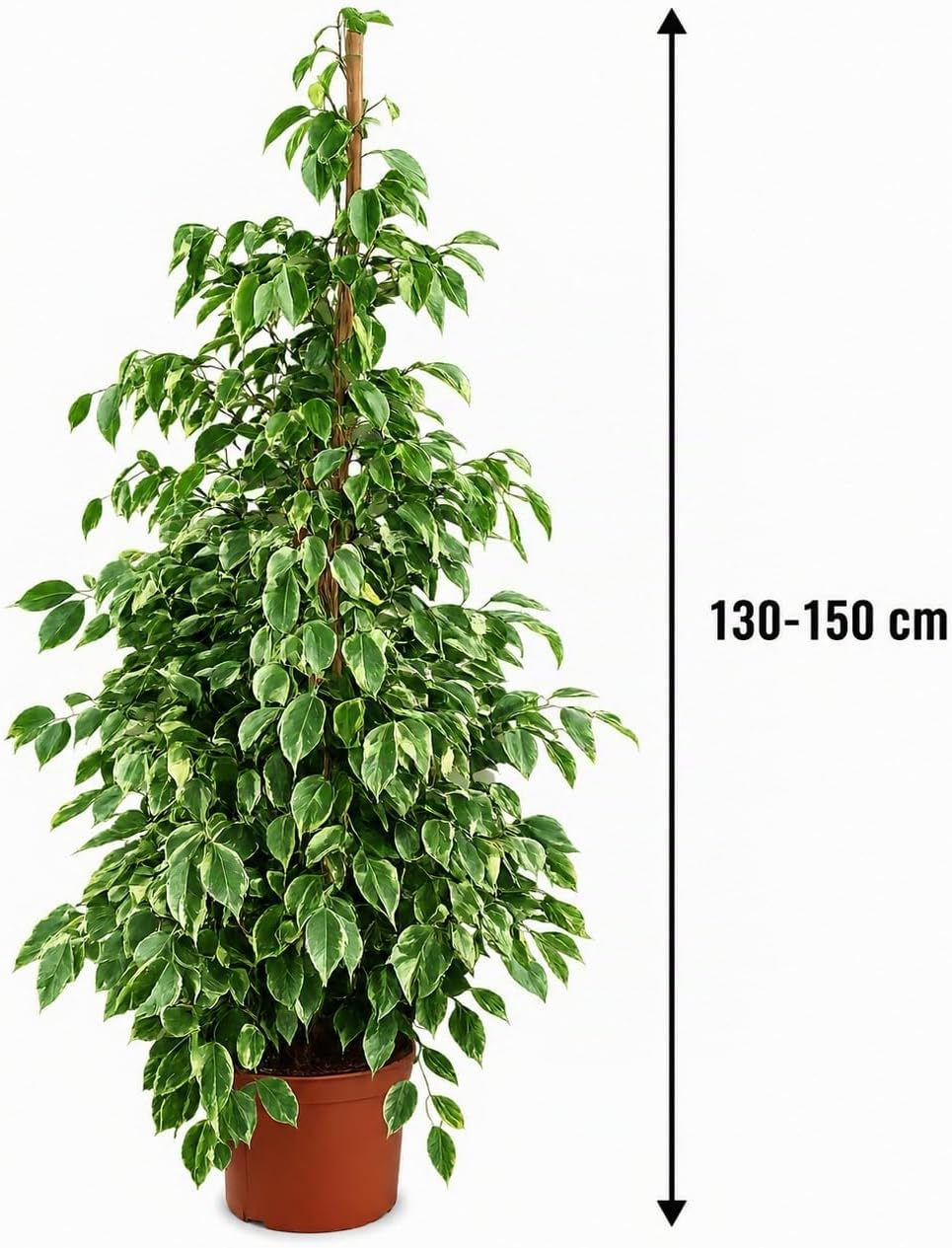 Ficus Benjamina Golden King 130-150 cm - Easy Care Indoor Plant with Golden Leaves, Indoor Plant for Living Rooms – Bild 5