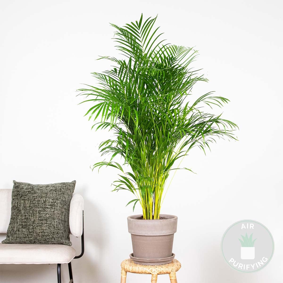 Dypsis Areca Palm Indoor Plant in Growing Pot – Bild 2