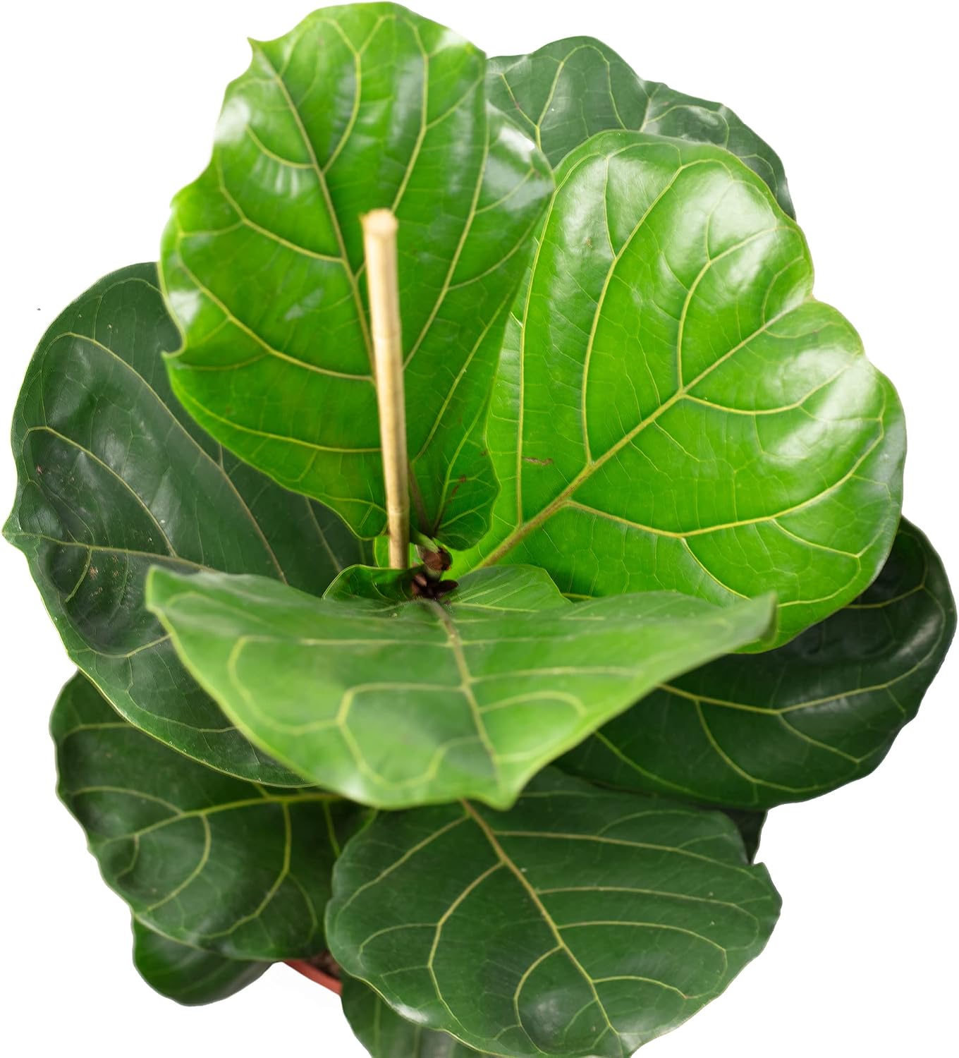 Fiddle Leaf Fig Ficus Lyrata Height approx. 100 cm, Pot Diameter 21 cm – Bild 6