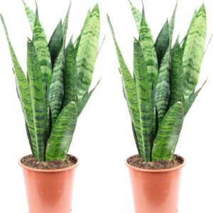 Sansevieria Trifasciata Black Coral Bow Hemp Set of 2 Easy-Care Indoor Plant, Height Approx. 35 cm, Pot Diameter 12 cm
