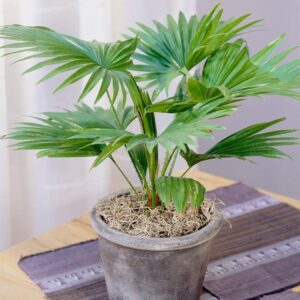 Gardeners Dream Livistona Rotundifolia Palm Tree - Real Plants for Indoor Use - Green Plants Indoor Plants - Air Purifying Plant - Plants for Office, Living Room etc.