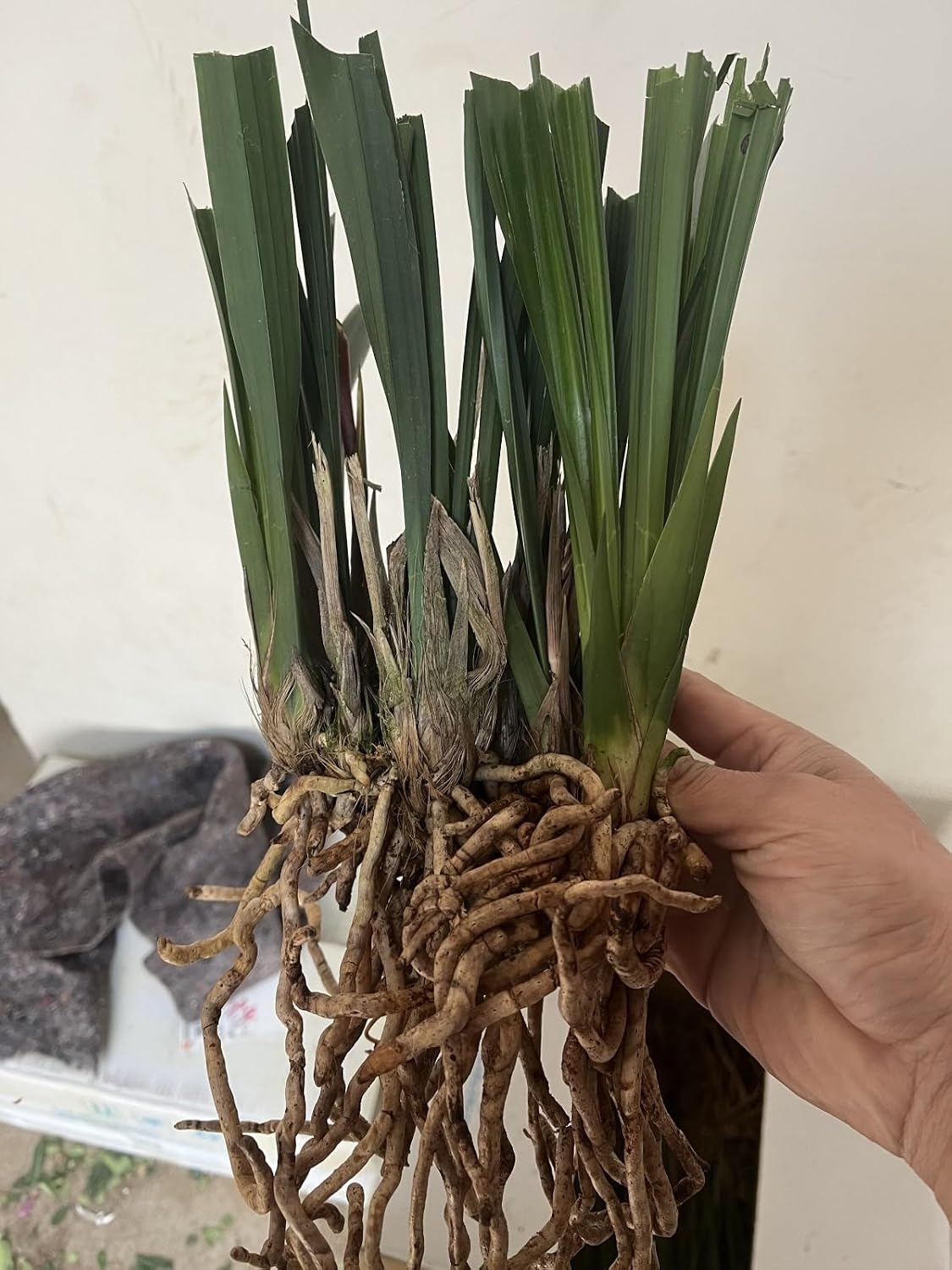 Preferred cymbidium, chic, elegant, unique, exclusive gifts, natural motif, 5 onions, F – Bild 2