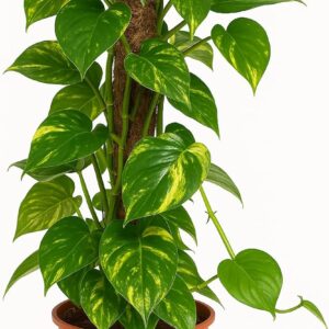 Ivy on Moss Stick Real Indoor Plant 17cm Pot 1 Piece