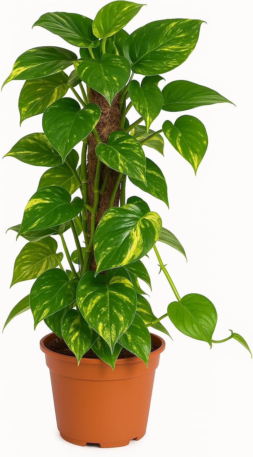 Ivy on Moss Stick Real Indoor Plant 17cm Pot 1 Piece