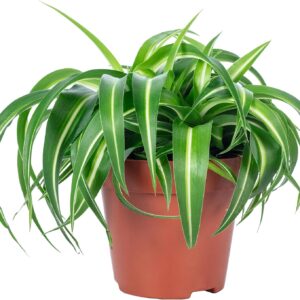 Green Lily 'Bonnie' - Easy-Care Indoor Plant, Chlorophytum Comosum - Height Approx. 25 cm, Pot Diameter 12 cm