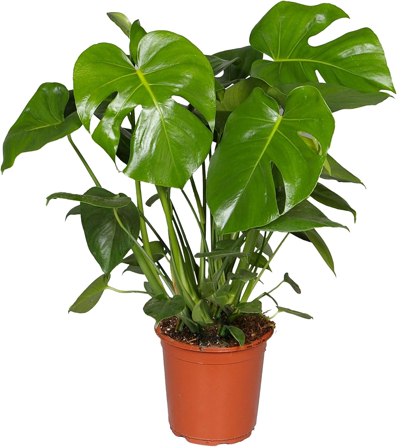 Gardener's Dream Large Monstera Deliciosa Pot Plant - Window Leaf Indoor Plant, Evergreen, Air Purifying Plants, Size Including Pot 50-60 cm, Ideal for Office, Bathroom, Living Room – Bild 3