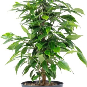 Birch Fig ‚Forever‘ – Easy-Care Indoor Plant, Ficus Benjamini – Height Approx. 75 cm, Pot Diameter 17 cm