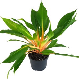 Chlorophytum orchidastrum 'Green Orange' - Green Lily in Diameter 10 cm Pot - Easy-Care Indoor Plant