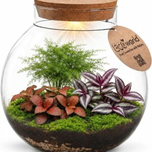 vdvelde.com Plant Terrarium Diameter 25 cm, Closed Ecosystem in Glass