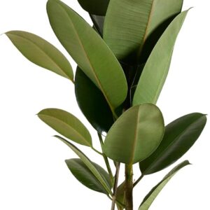 Bloomique – Ficus Elastica Robusta – Rubber Tree – Large Indoor Plants – Air Purifying – Easy Care – Height 80-100 cm – Pot 21 cm