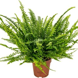 Bloomique – Nephrolepis Exaltata Vitale – Sword Fern – Indoor Plants – Air Purifying – Height 20-30 cm – Pot 12 cm