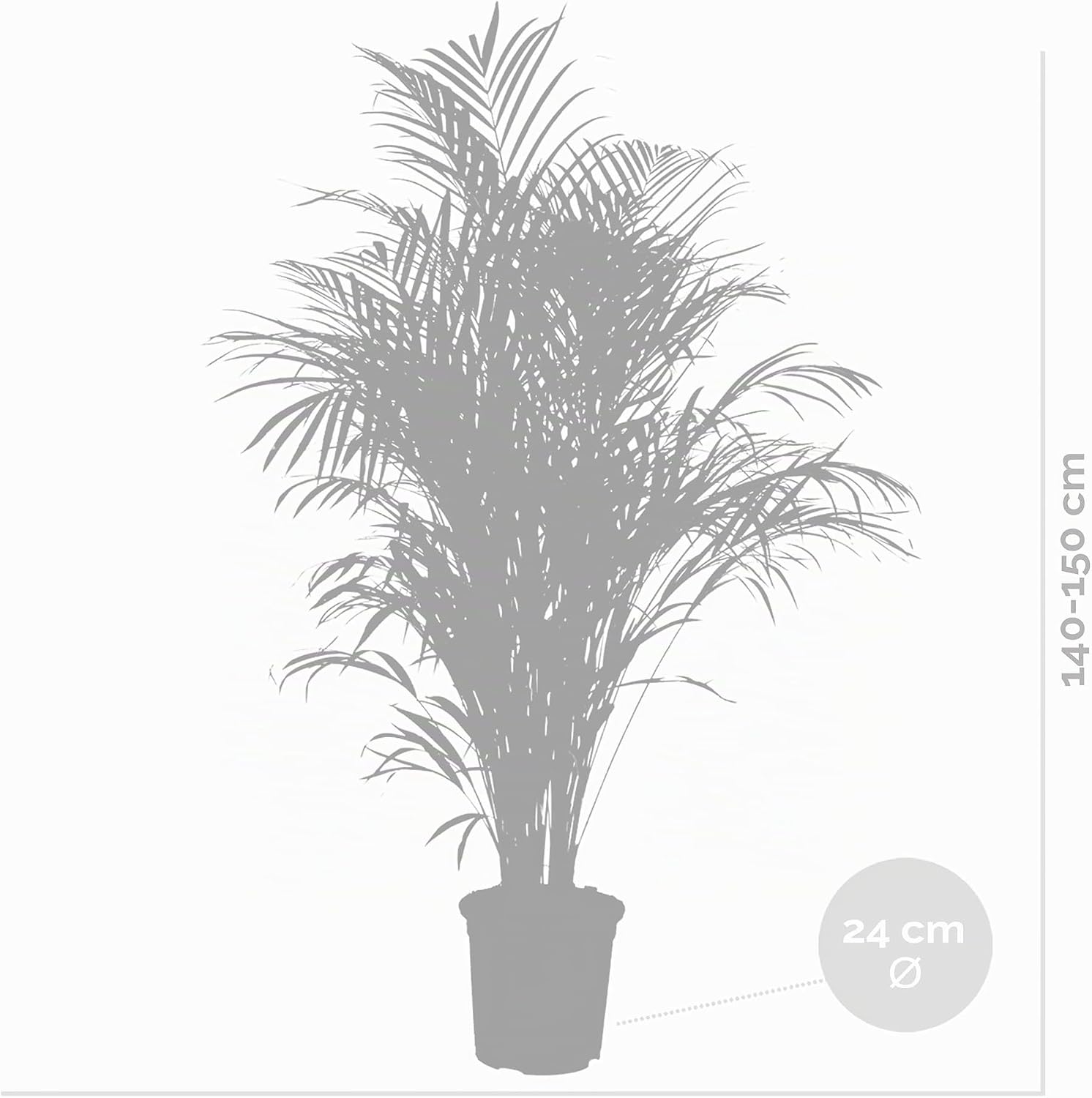 Dypsis Areca Palm Indoor Plant in Growing Pot – Bild 5